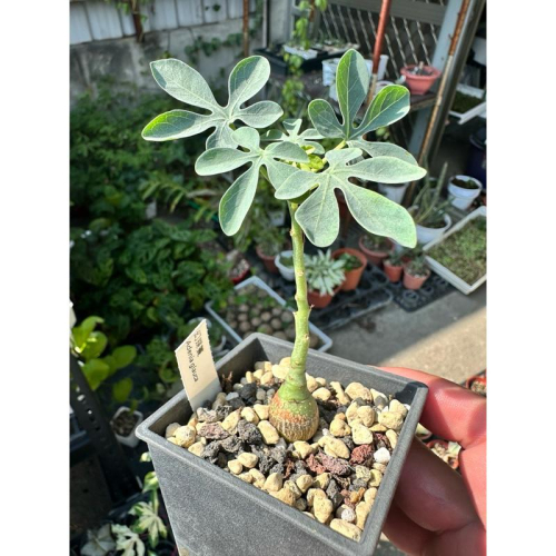 【外星人的植物園】幻蝶蔓 西番蓮 塊根 大戟 龍舌蘭 虎尾蘭 多肉 盆栽 植物 療癒盆栽 小品 現貨【滿額免運】