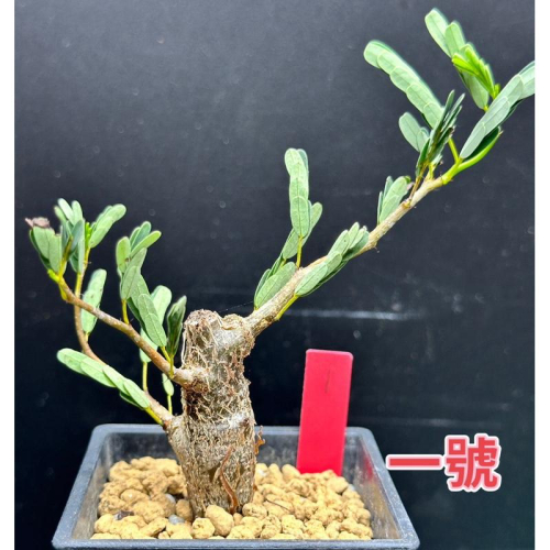【外星人的植物園】沙漠蘇木 塊根 豆科 現貨【滿額免運】