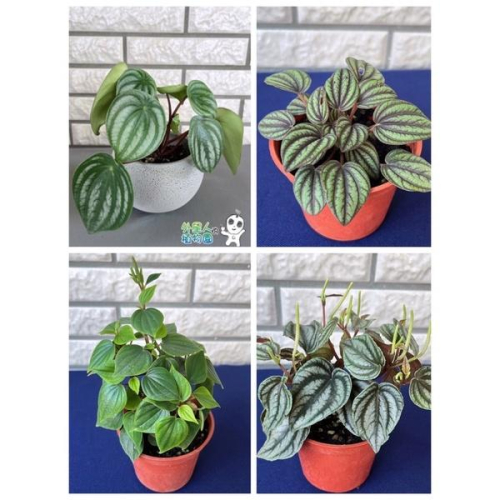 【滿額免運】西瓜皮椒草 小西瓜 孔雀椒草 斑馬椒草 兔耳椒草 心願椒草 【外星人的植物園】觀葉植物 網紅植物