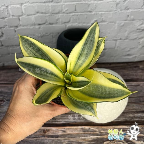 現貨【滿額免運】哈尼虎尾蘭 黃金短葉虎尾蘭 淨化空氣 觀葉植物 入門款 室內植物 陽台【外星人的植物園】 虎尾蘭