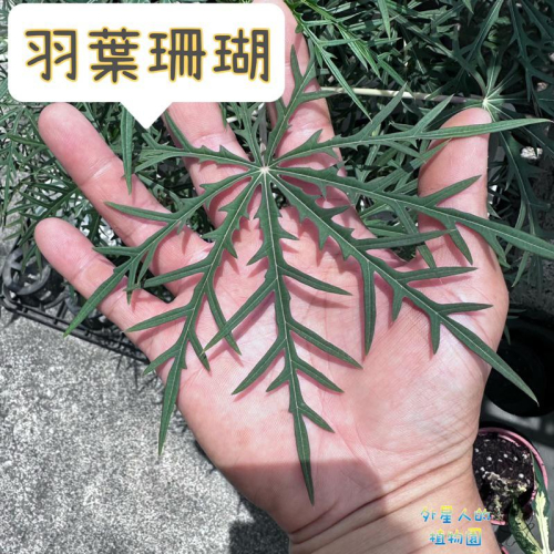 【外星人的植物園】羽葉珊瑚 細裂痲瘋樹 盆栽 細裂葉珊瑚油桐 裂葉珊瑚 麻瘋樹屬 觀葉