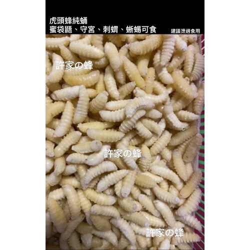 （生的）冷凍虎頭蜂蜂蛹 冷凍寵物飼料 黑肚蛹 純白蛹 成型蛹 蜜袋鼯 蜥蜴 守宮 寵物的最愛