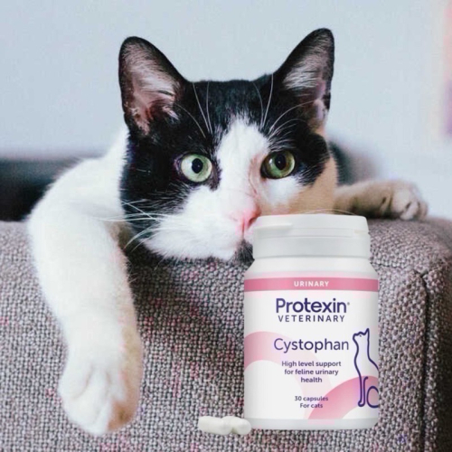 Protexin Cystophan 安泌利 30粒 犬貓泌尿道膀胱黏膜保護