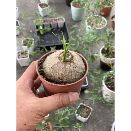 【外星人的植物園】酒瓶蘭 仙人掌 虎尾蘭 龍舌蘭 塊根 大戟 盆栽 植物 現貨【滿額免運】