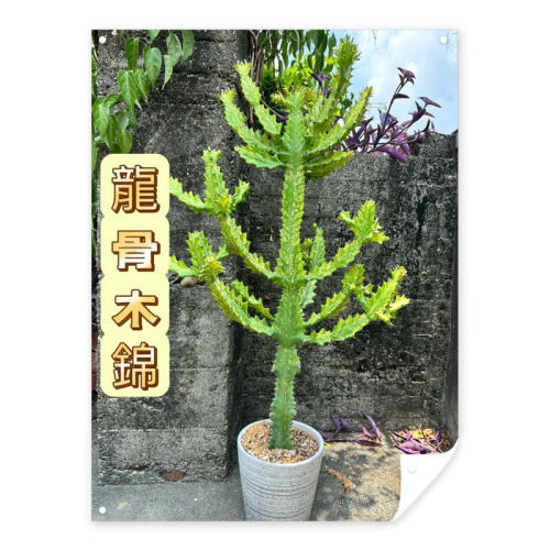【外星人的植物園】龍骨木錦 仙人掌 擋煞 防小人 現貨【滿額免運】