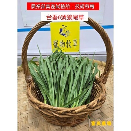 新鮮草 台畜六號狼尾草 適合鼠、兔、龜、龍貓 草食性動物飼料、狼尾草6號 寵物牧草、新鮮現摘