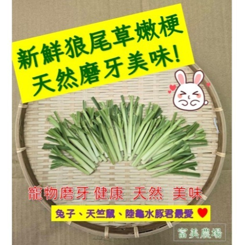 新鮮 狼尾草嫩梗 台畜6號狼尾草 寵物牧草 適合給寵物磨牙 兔子 烏龜 天竺鼠 倉鼠 水豚草食小動物喜愛