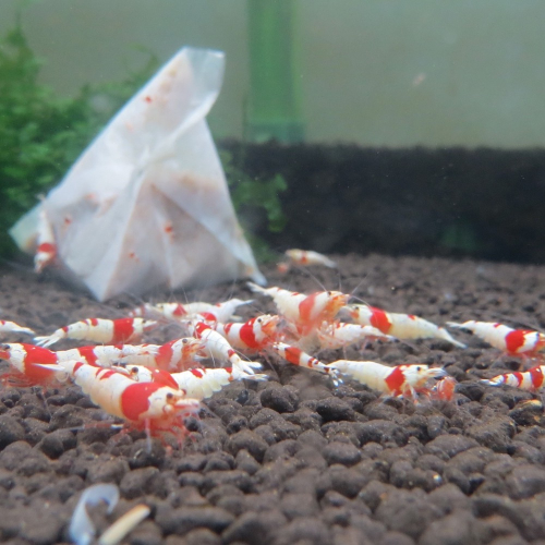 水晶蝦 紅白水晶蝦 高級飼料