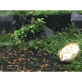 高階 水晶系列淘汰飼料10元 (一組30入)(一組30入)(一組30入)