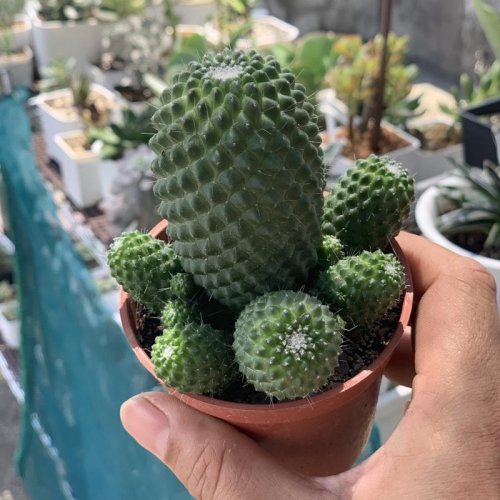 現貨【滿額免運】奇隆丸 三吋盆 仙人掌 【外星人的植物園】