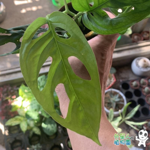 現貨【滿額免運】洞洞蔓綠絨 觀葉 窗孔龜背芋 居家 辦公室 【外星人的植物園】 窗台