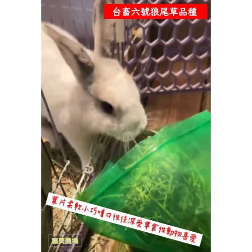«台畜6號狼尾草»低溫烘焙乾草適合天竺鼠 兔子 烏龜 龍貓 倉鼠 水豚 松鼠 深受草食性動物喜愛 寵物牧草 乾草飼料