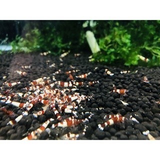 高階飼料~適用於：紅金剛水晶蝦