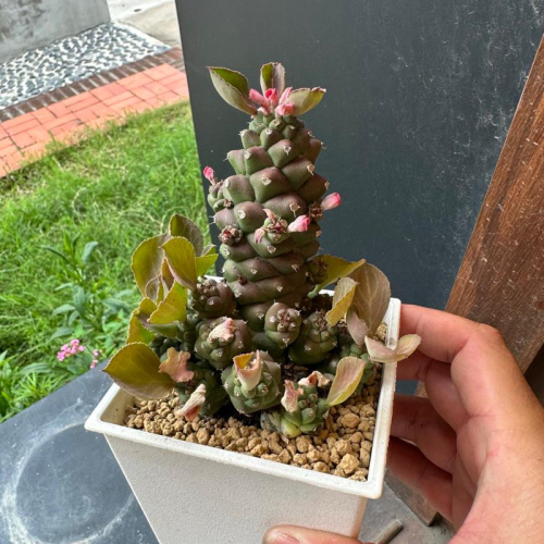 現貨【滿額免運】將軍閣 大戟。多肉植物 【外星人的植物園】