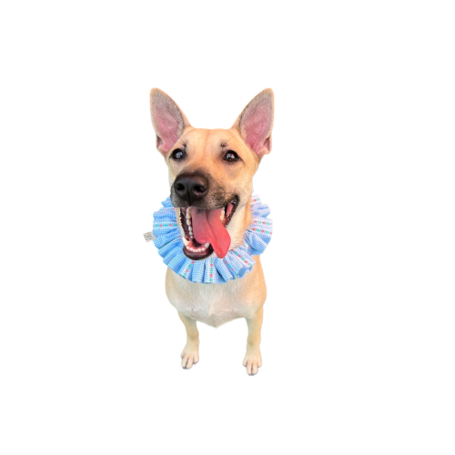 盲盒（犬系）