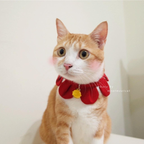 Cat Dress 貓手作 素面款_花開富貴 布項圈 花朵項圈 貓項圈魔鬼氈開口