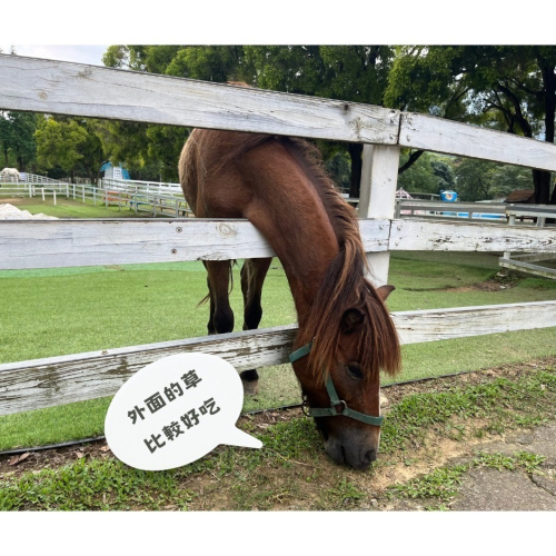 【桃園富田農場】雙人套票（多送一份動物飼料）