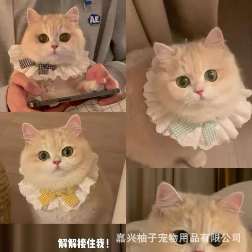 寵愛毛宅 寵物項圈 貓咪蕾絲項圈 蝴蝶結項圈 寵物頸部裝飾 寵物拍照