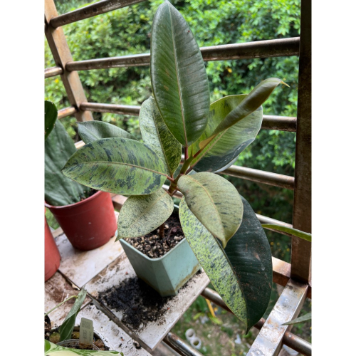 班葉橡膠樹