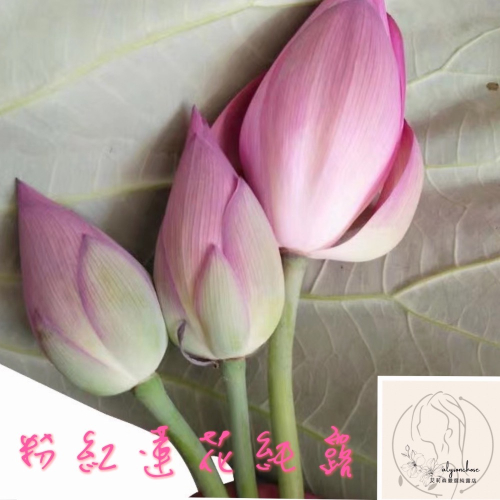 艾莉森嚴選 飽和 粉紅蓮花純露 又稱粉蓮純露 補水救星 馥郁泥土中的花香氣 神聖代表在精神上出淤泥而不染 純潔無瑕
