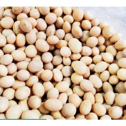 現貨黃豆600克 非基改黃豆 非基因改造黃豆 豆漿 黃豆粉 加拿大進口