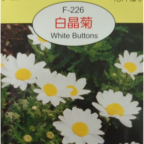 白晶菊【穗耕種苗】天星牌花卉種子