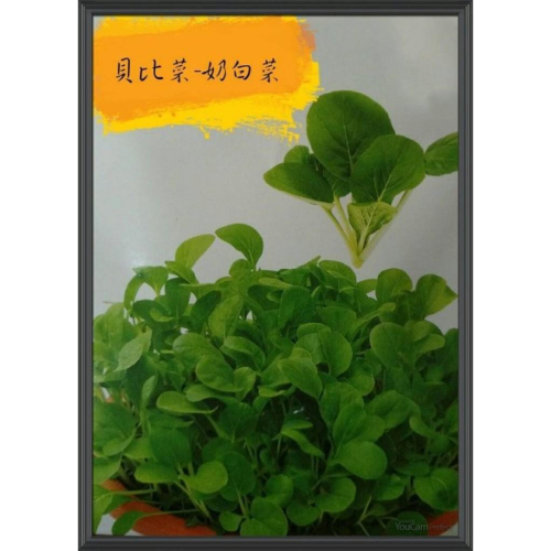奶白菜 【貝比菜】農友種苗蔬菜種子 baby菜 整年可播種 20天即可採收 辦公室或單身的最佳選擇