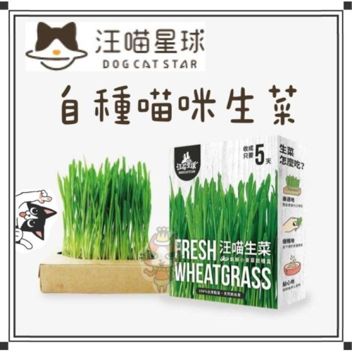 ~Petroyal~ 汪喵星球 貓草新鮮栽培盒-貓咪生菜 化毛 貓咪零食 貓草種植 貓蔬菜 貓野菜 貓青菜