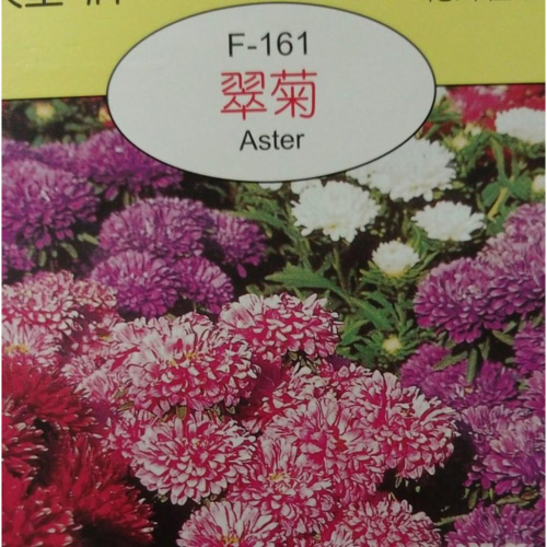 翠菊 【穗耕種苗】天星牌花卉種子 保證新鮮種子