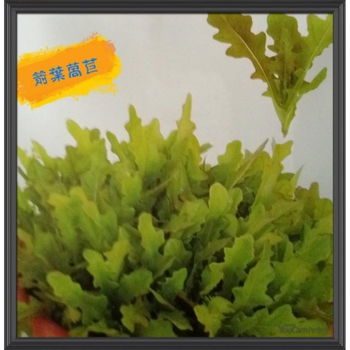 四季園 箭葉茼蒿 貝比菜 箭葉萵苣 baby菜 種子整年可播種 20天即可採收 辦公室或單身的最佳選擇