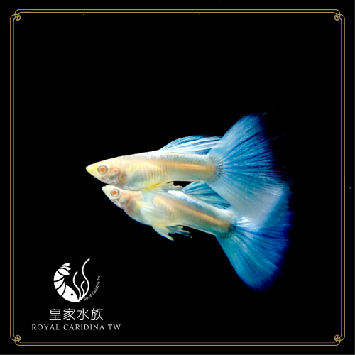 皇家水族・天空藍白子孔雀魚 孔雀魚 觀賞魚 活餌