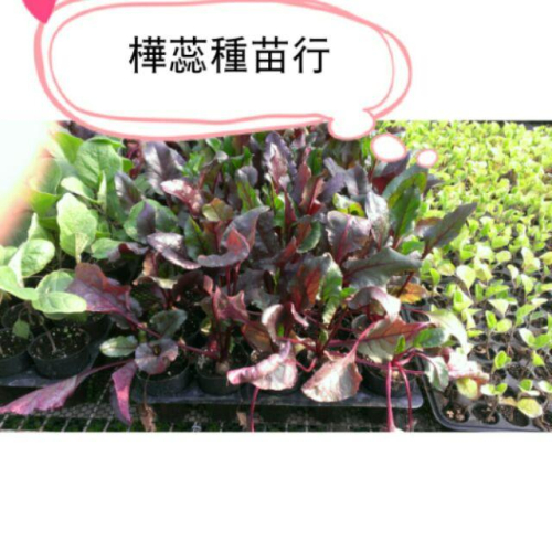E01甜菜根苗 2.5寸盆 根莖葉 皆可食用