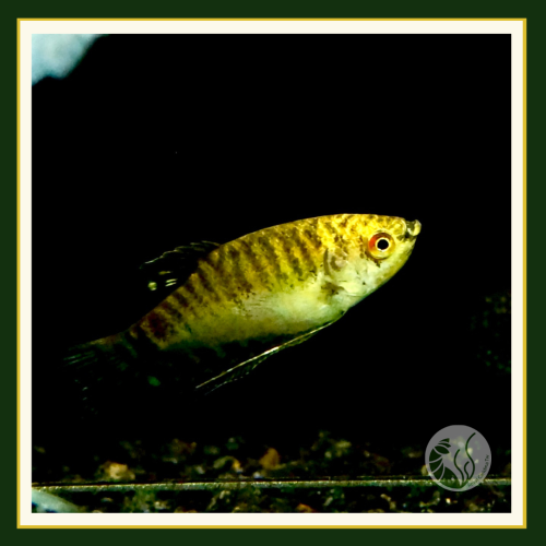皇家水族・金萬隆 鬥魚 蓮花池 戶外缸 觀賞魚 活餌