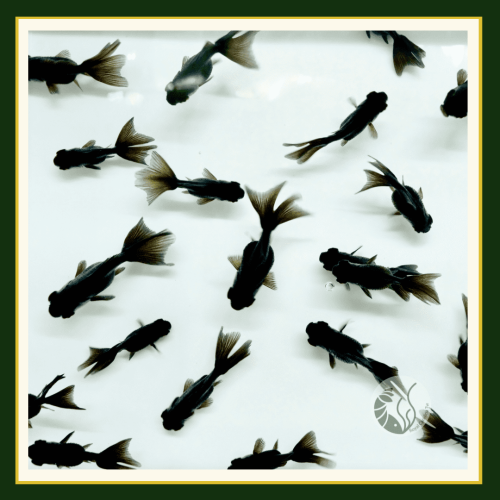 皇家水族・黑蝶尾金魚 金魚 觀賞魚 活餌
