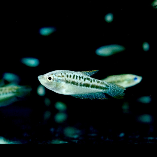 皇家水族・叩叩魚 鬥魚 迷鰓魚 觀賞魚 活餌