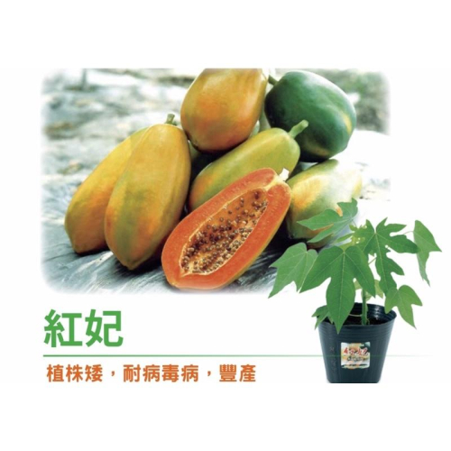 E01木瓜苗 矮種木瓜苗 紅肉木瓜 膝蓋高就開始結果 組織培養苗 兩性株 紅妃 紅妃木瓜