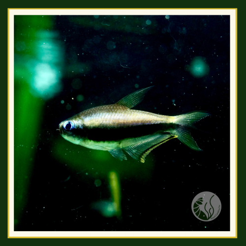 皇家水族・帝王燈 燈魚 燈科魚 觀賞魚 活餌