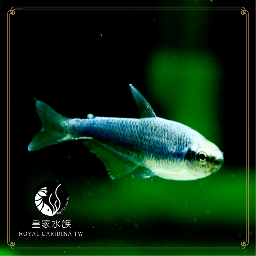 皇家水族・超級藍國王燈 燈魚 燈科魚 觀賞魚 活餌
