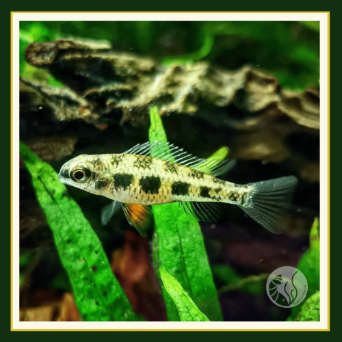 皇家水族・棋盤鯛 短鯛 觀賞魚 活餌