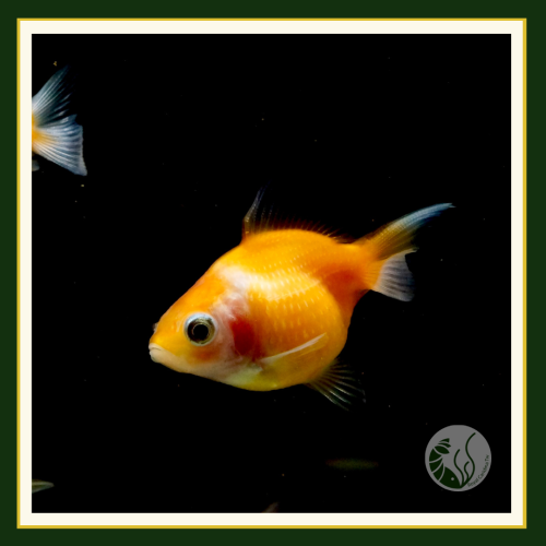 皇家水族・珠鱗 金魚 觀賞魚 活餌