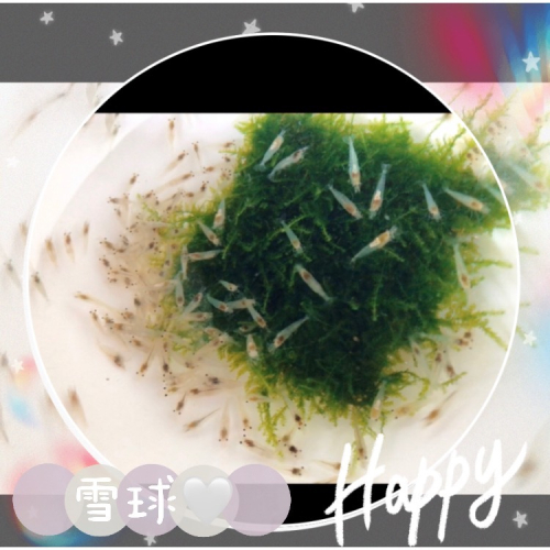 水族皇后 觀賞蝦 米蝦 雪球 活餌 專用飼料
