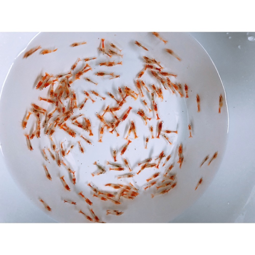 水族皇后 觀賞蝦 米蝦 橘琉璃 活餌 專用飼料