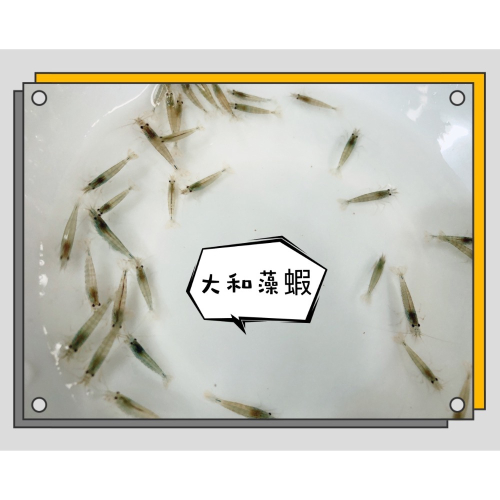 水族皇后 大河藻蝦 專用飼料