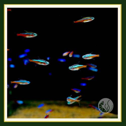 皇家水族・紅蓮燈 燈魚 燈科魚 觀賞魚 活餌