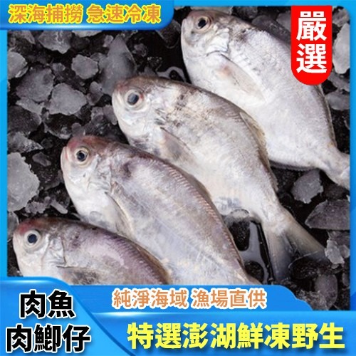 【好味市集】特選澎湖鮮凍野生肉魚/肉鯽仔