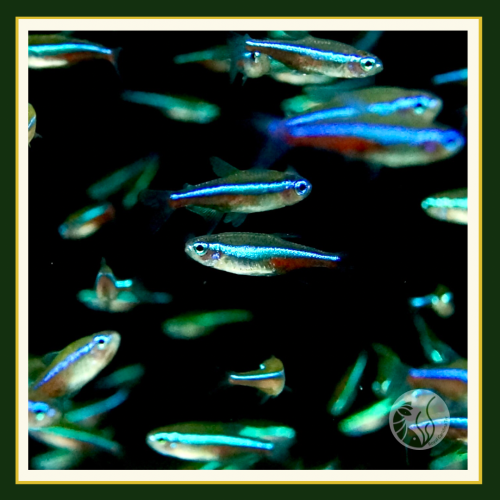皇家水族・綠蓮燈 燈魚 燈科魚 觀賞魚 活餌