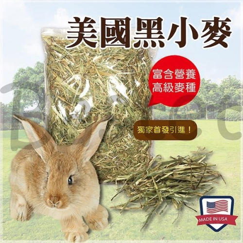 美國黑小麥 高級麥種 兔子牧草 兔子主食 天竺鼠 龍貓 牧草 天然 無篩