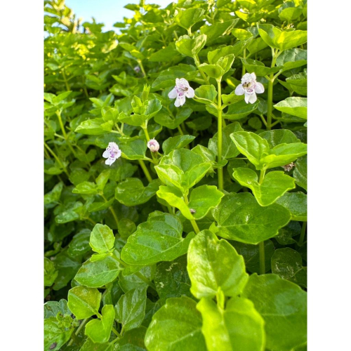 推廣中心 心葉水薄荷1500株 有帶根 容易存活