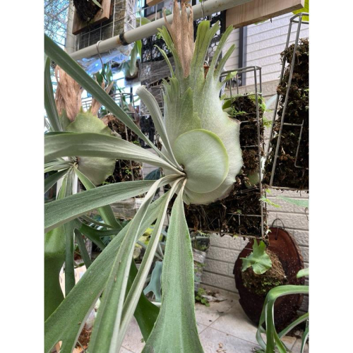 P.Cosmo鹿角蕨