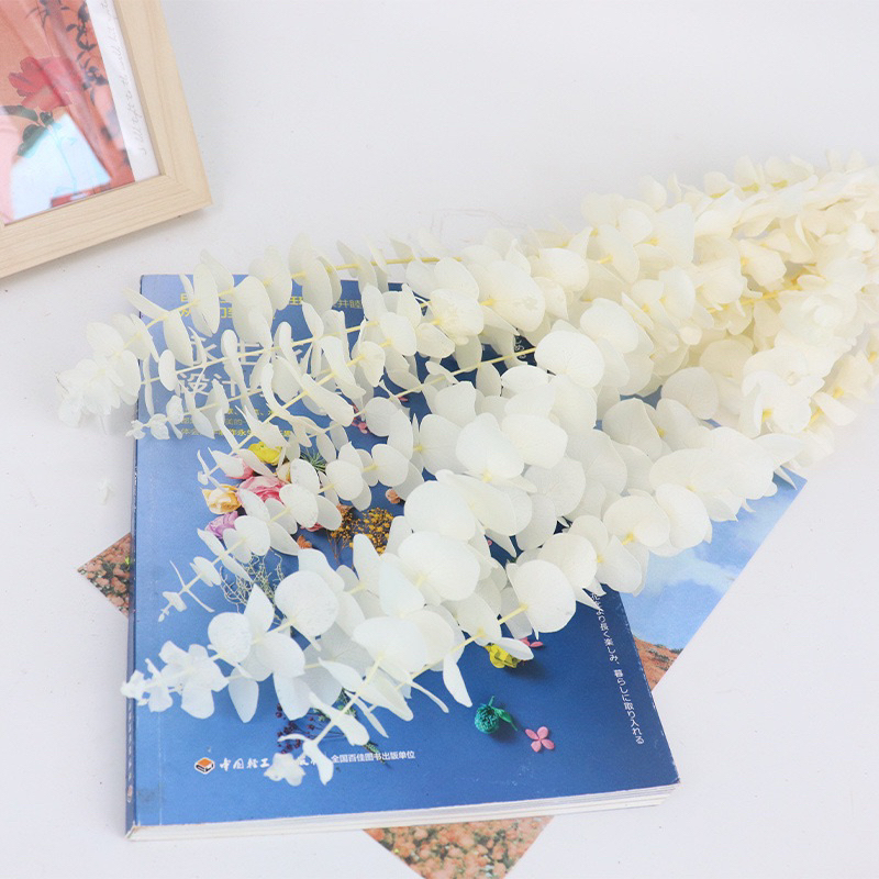 現貨?真花 白色 尤加利 永生花 乾燥花批發 銅錢桉 diy 婚慶 家居裝飾 乾花 婚禮佈置 捧花 乾燥花 乾燥花批發